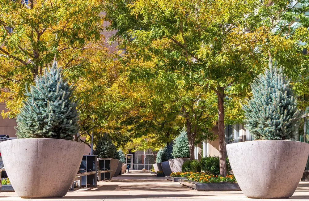 SavATree Expert Featured in Martha Stewart on Small Trees for Containers