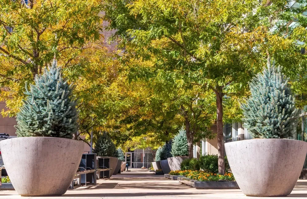 Martha Stewart Features SavATree Expert on Small Trees for Containers