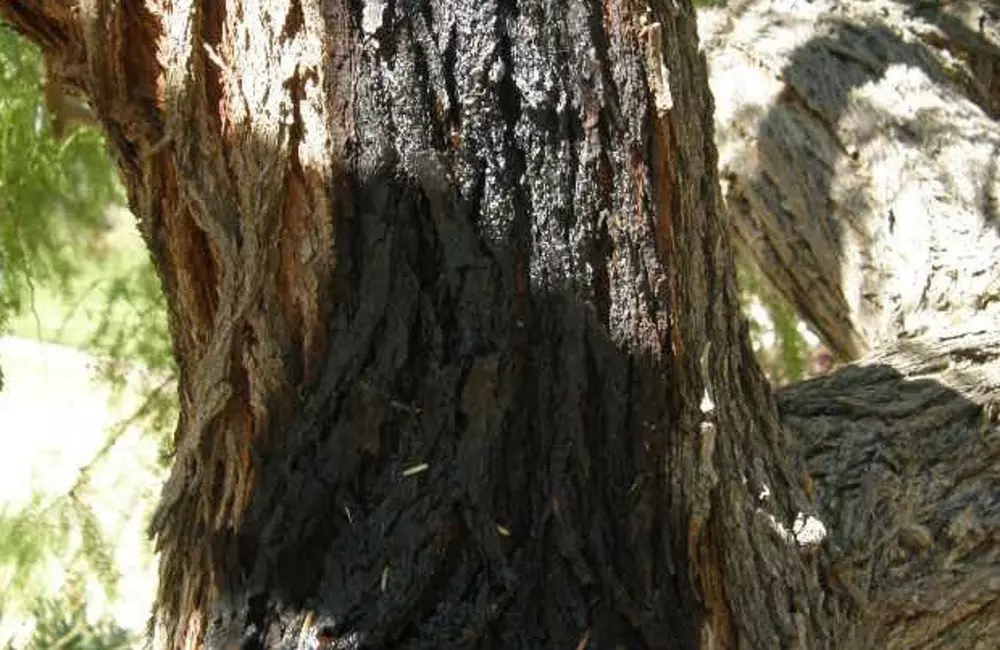 What Is Tree Sap and When To Schedule a Tree Health Inspection?