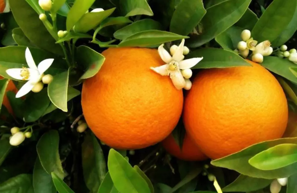 Your Guide to Citrus Trees: Expert Care from Roots to Canopy