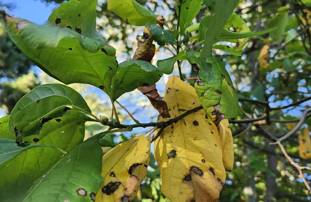 Tree problems: how to know if something is wrong with your tree?