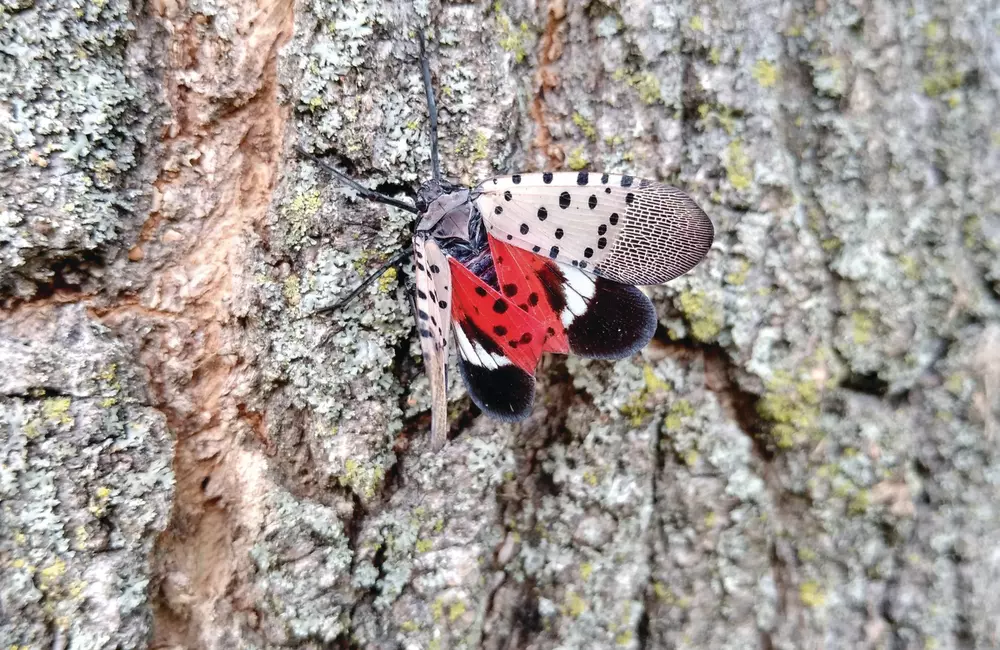 SavATree Expert Explains Spotted Lanternfly's Spread Across Massachusetts