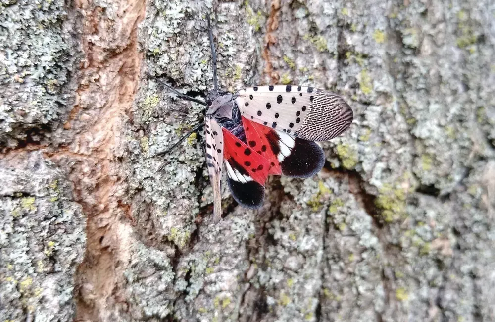 SavATree Expert Explains Spotted Lanternfly's Spread Across Massachusetts