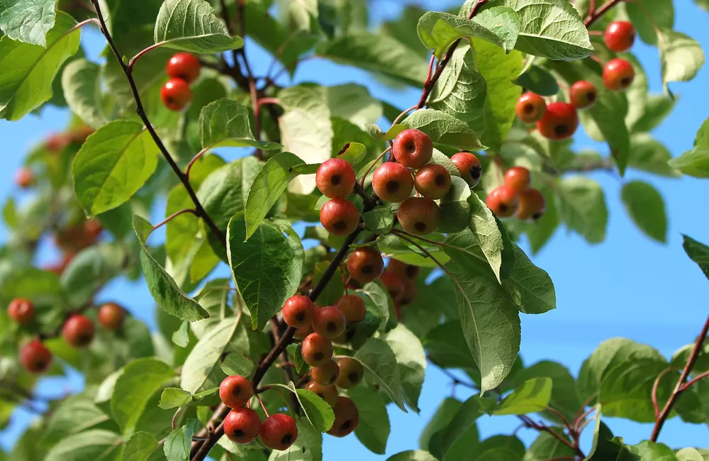 Real Simple Features SavATree Expert on Trees That Create Yard Mess