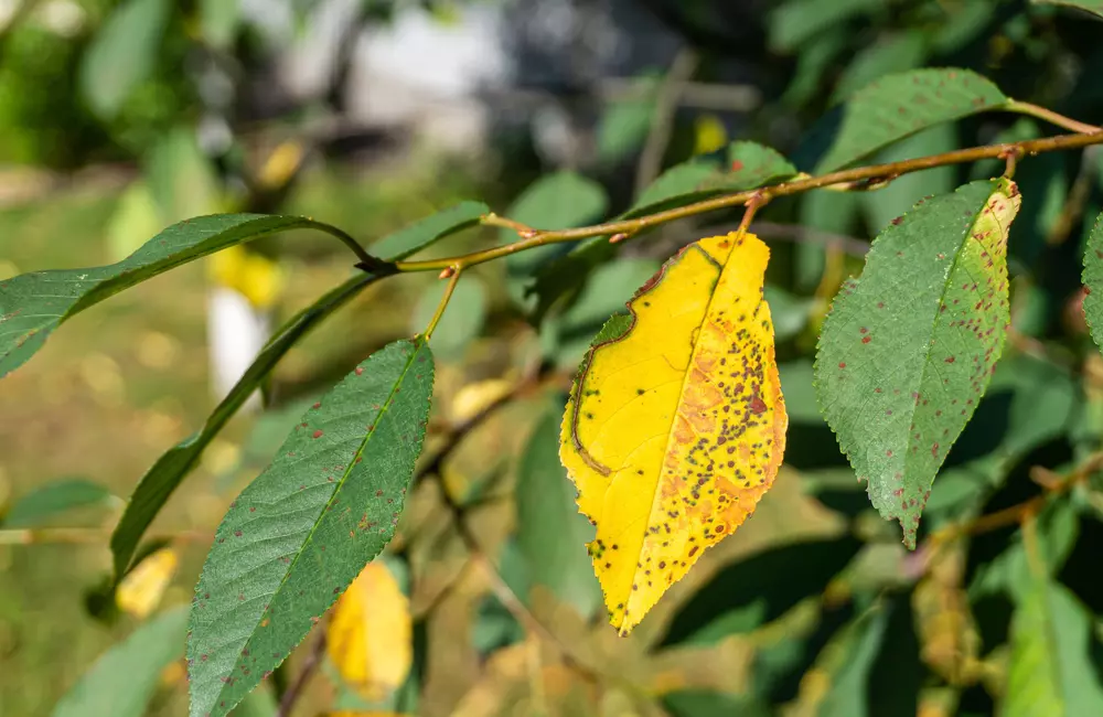 Leaves Turning Yellow: What's Causing It and How to Fix It