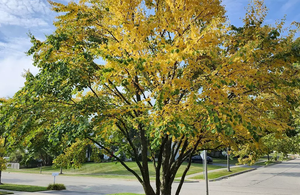 Your Guide to Katsura Trees: Colorful Foliage, Sweet Scent, and Reliable Performance