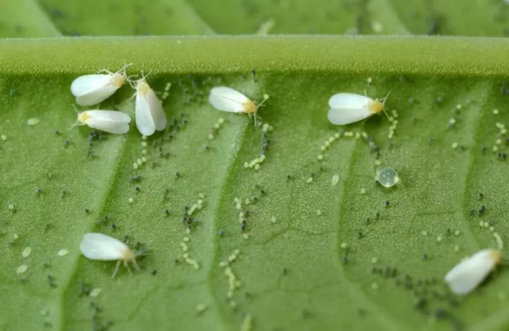 Whiteflies on Trees: Signs, Damage, and How to Protect Your Property