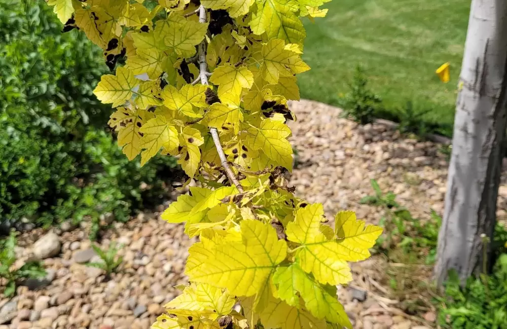 Chlorosis: why your trees' leaves are turning yellow