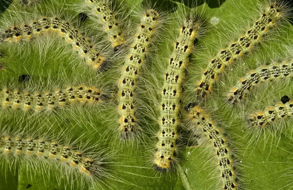 Webworms: How to Identify, Treat & Prevent Them on Your Trees and Lawn