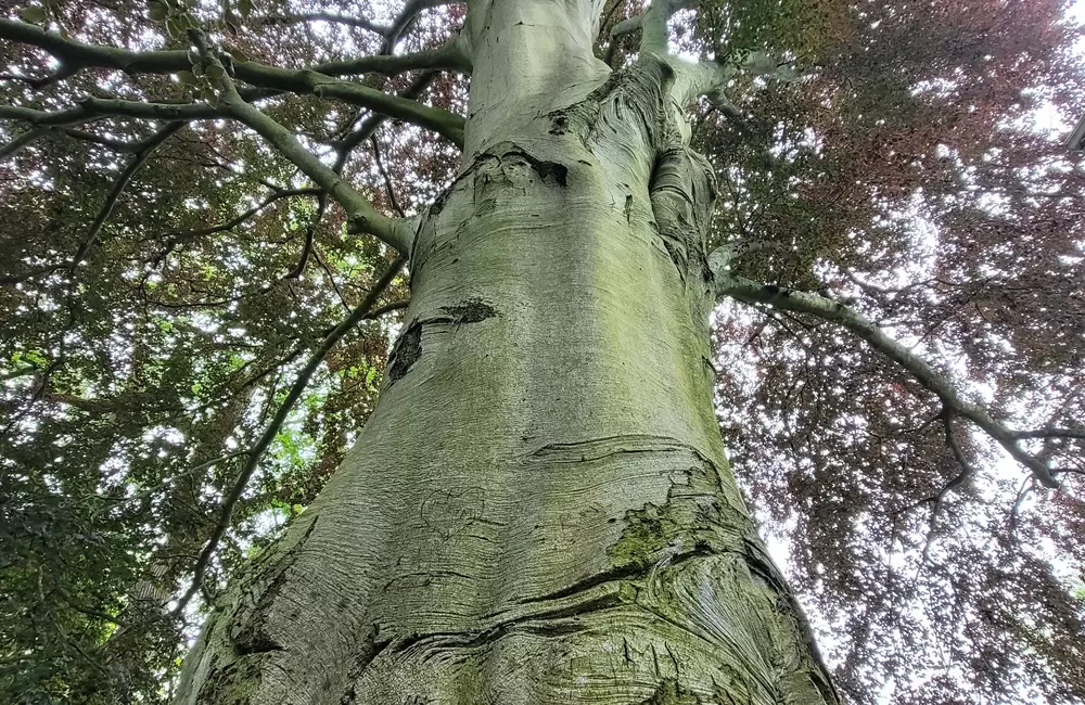 Martha Stewart Features SavATree Expert on Spotting a Dangerous Leaning Tree