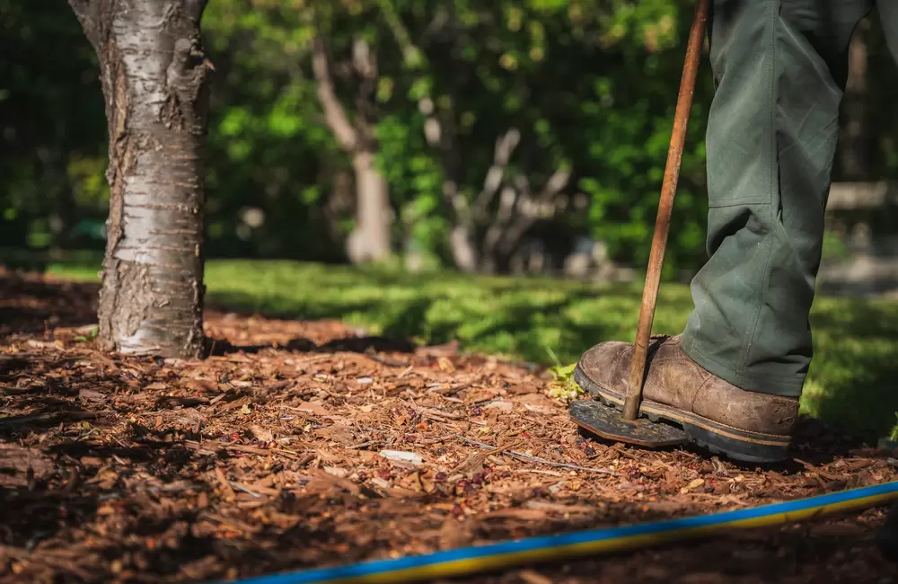 Mulching: A Simple Practice for a Healthier Landscape