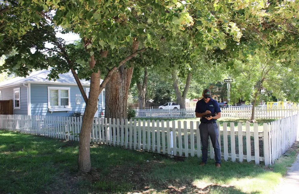 Tree removal: when a tree can't be saved and what happens next