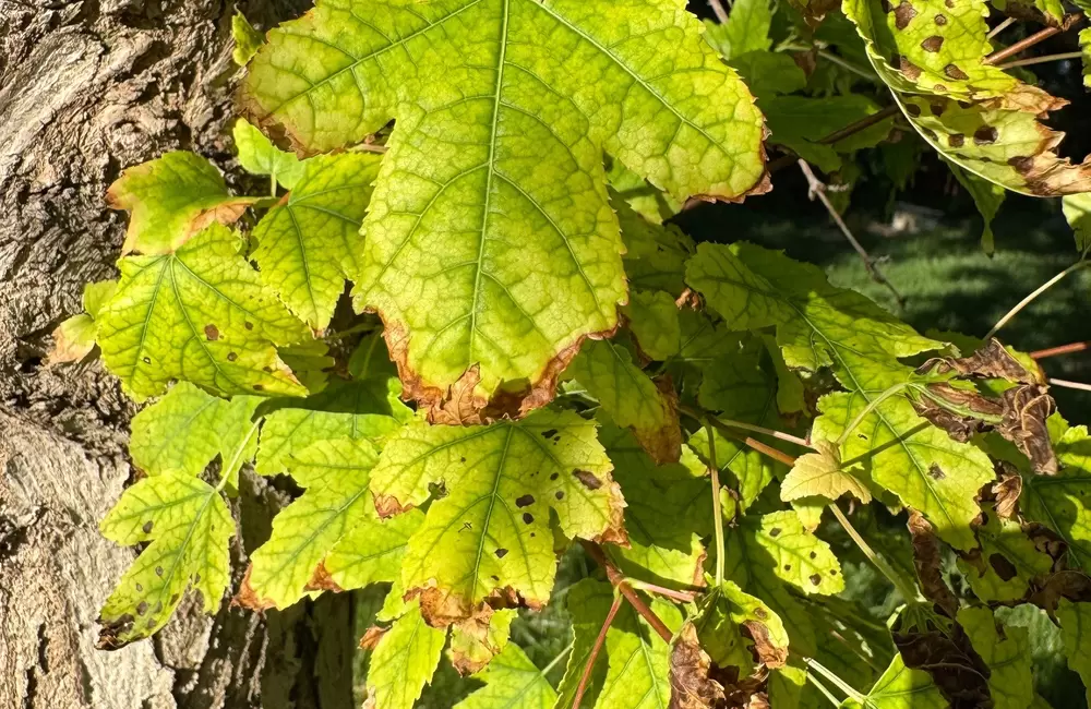 Maple Tree Stress: Signs, Causes and Treatment