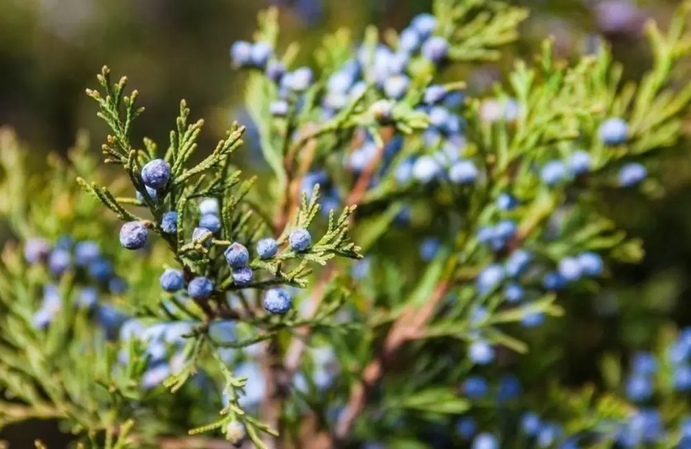 Your Guide to Juniper Trees: Expert Care from Roots to Canopy