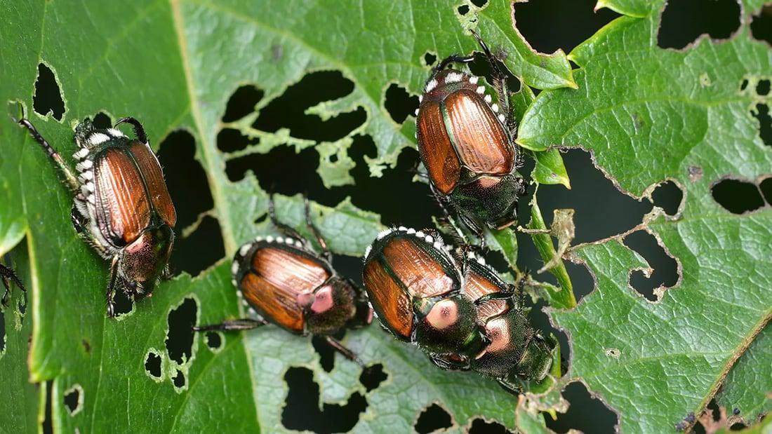 Japanese beetle