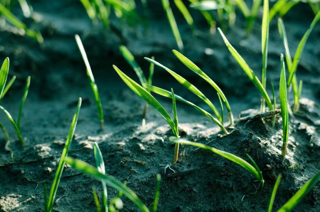 new grass growing