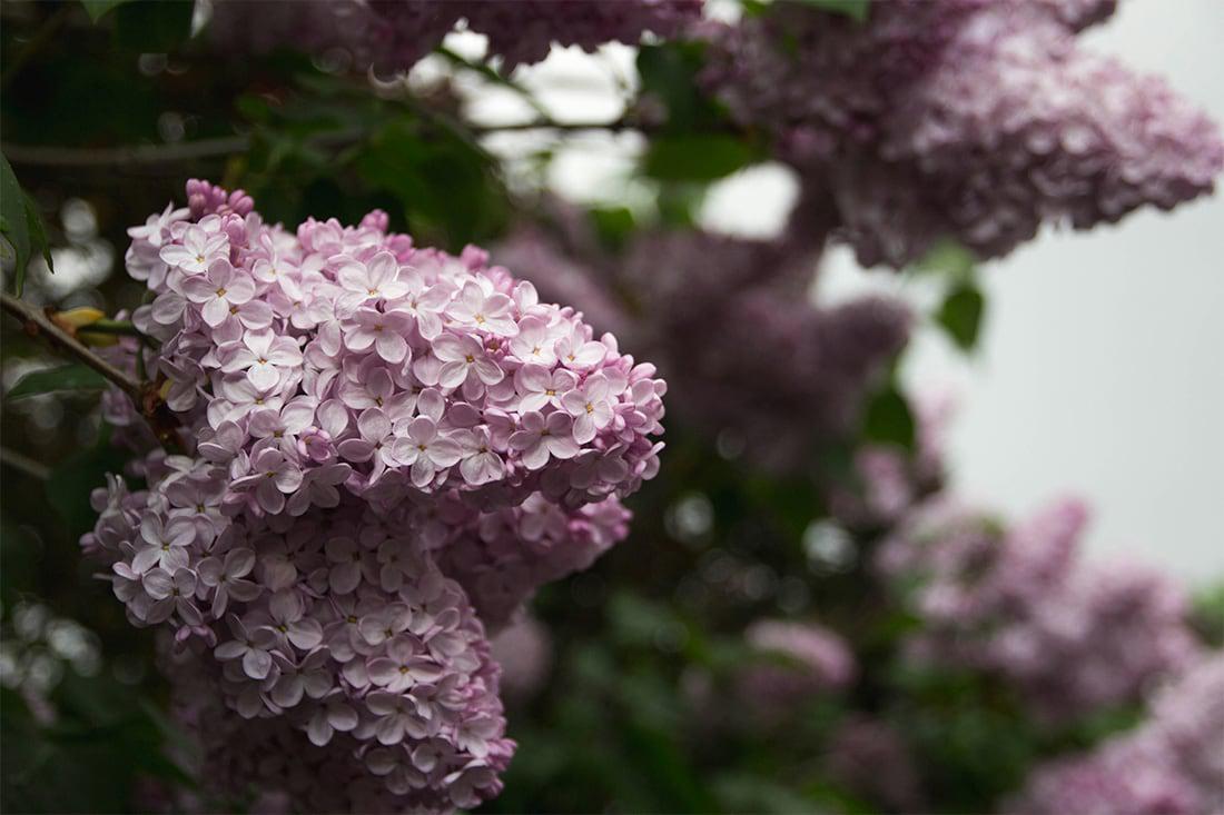 Lilac Flowers