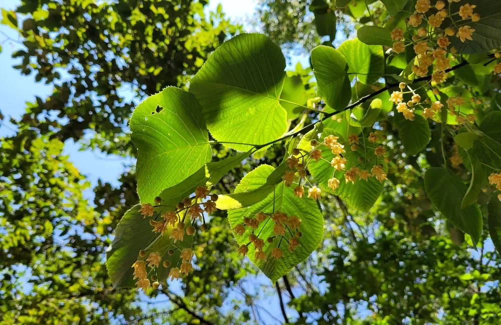 Your Guide to Linden Trees: Shade and Beauty for Generations