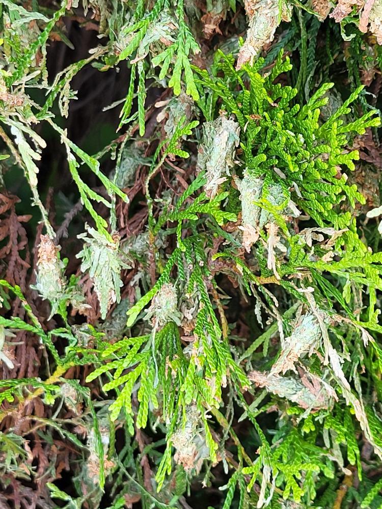 How to Get Rid of Bagworms