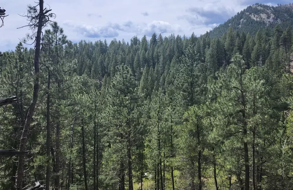 Understanding the Pine Beetle Challenge in Colorado