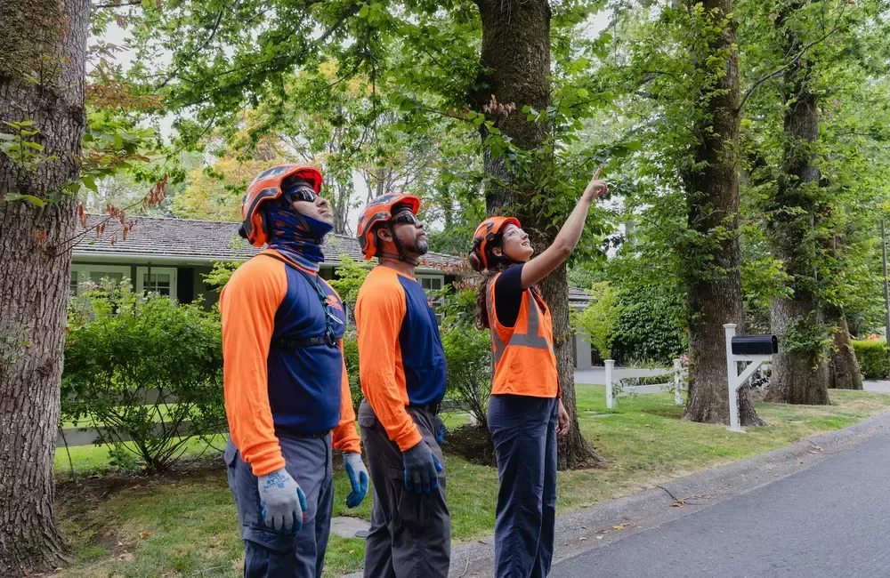 General Winter Care for Your Trees, Shrubs, Ornamentals, and Lawn in Non-Dormant Climates: Protecting Plants in Mild Winters