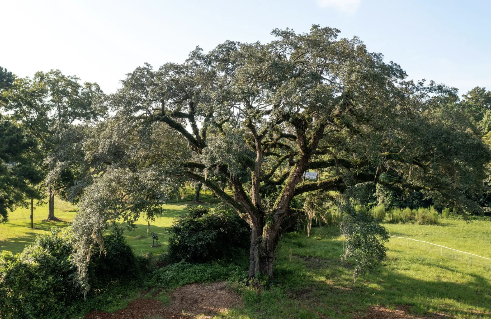 SavATree Arborists Rescue 300-Year-Old Revolutionary War "Witness Tree"