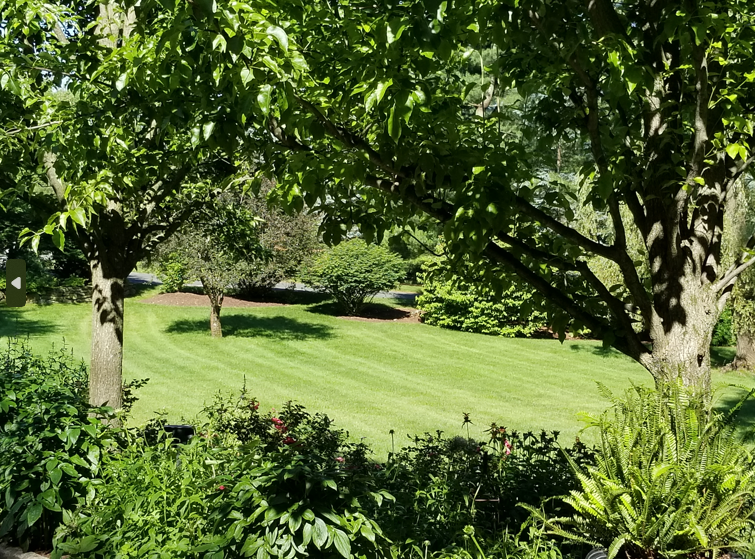 Timely Tips for Summer Care