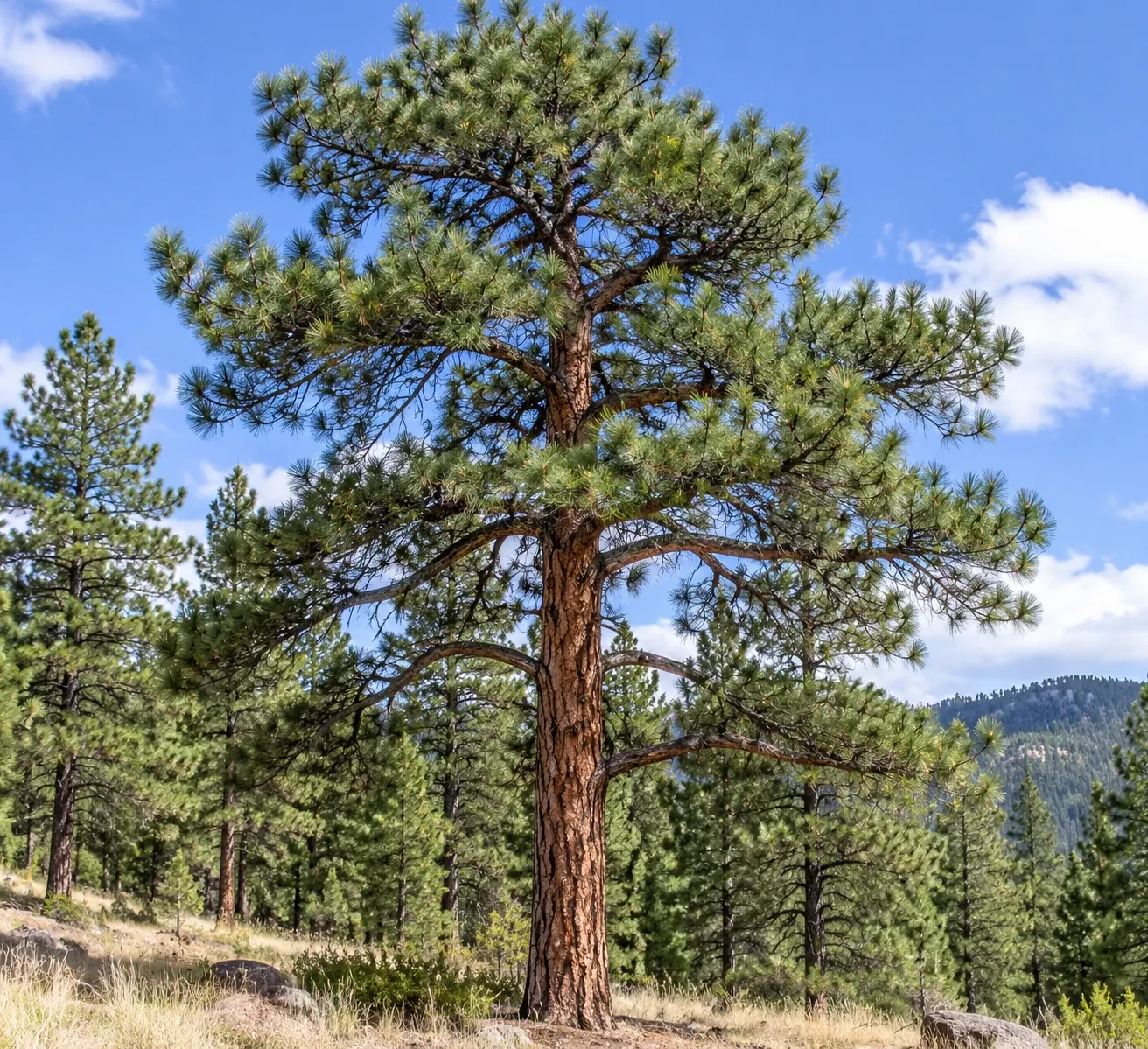 How to Care for a Ponderosa Pine