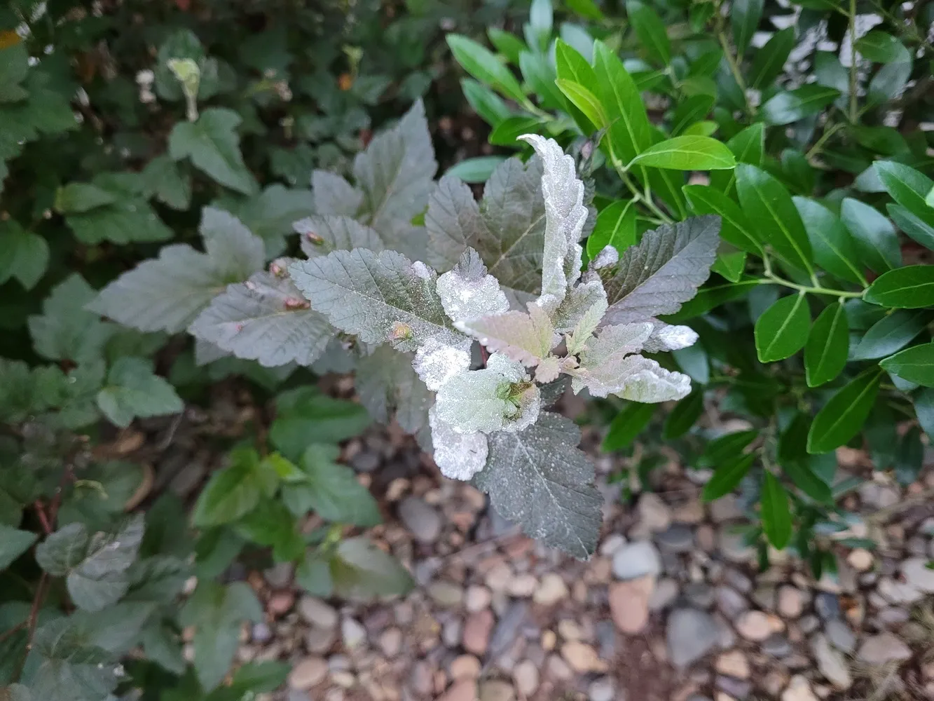 How to Identify, Treat, & Prevent White Fuzz on Plants (Powdery Mildew)