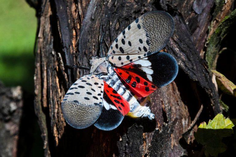 spotted lanternfly