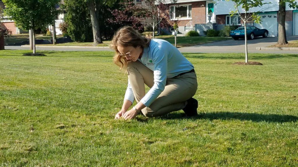 Female SavATree lawn care specialists inspects health of lawn.