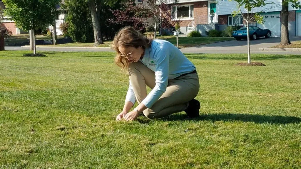 Female SavATree lawn care specialists inspects health of lawn.