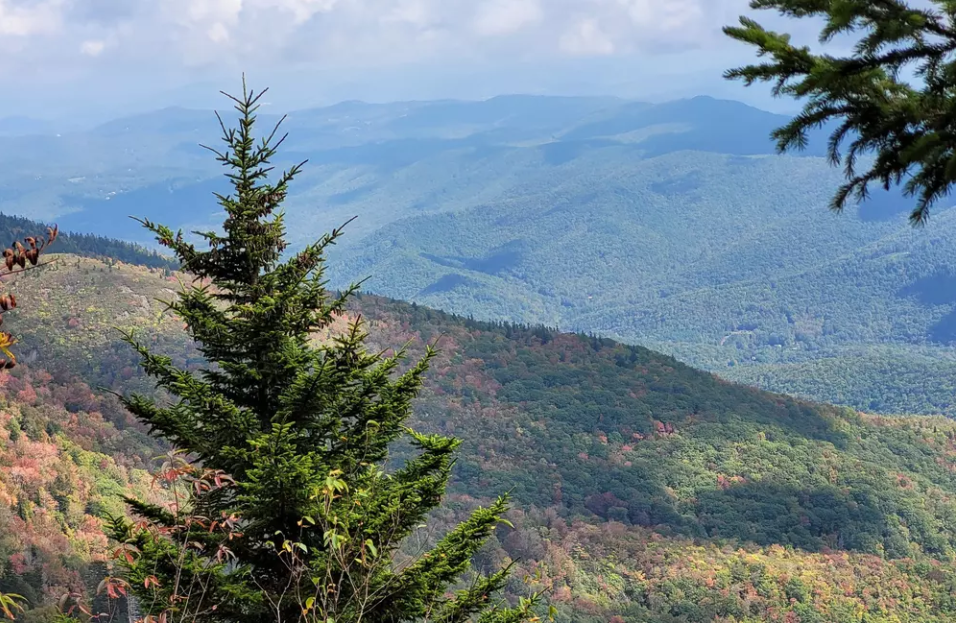 Your Guide to Spruce Trees: Expert Care for Long-Lasting Strength