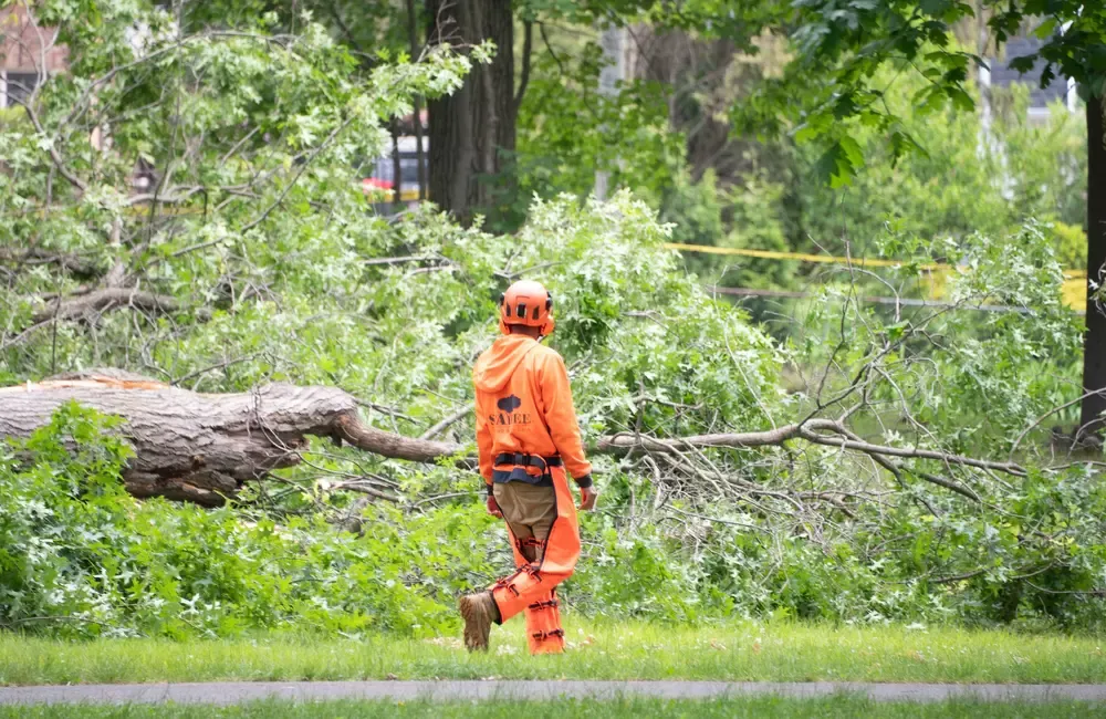 Storm Damage Cleanup: What to Do After Trees Fall