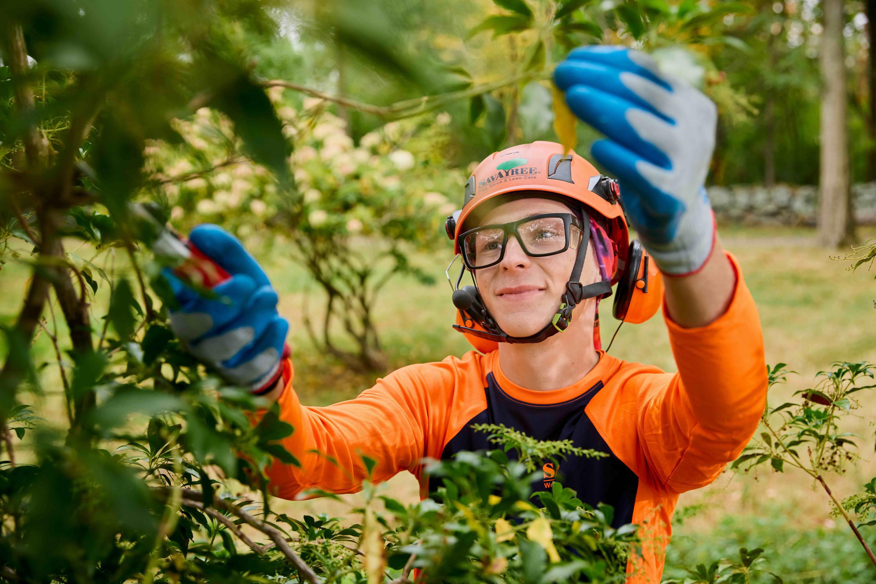 Tree Shrub Lawn Care Services Savatree Certified Arborists