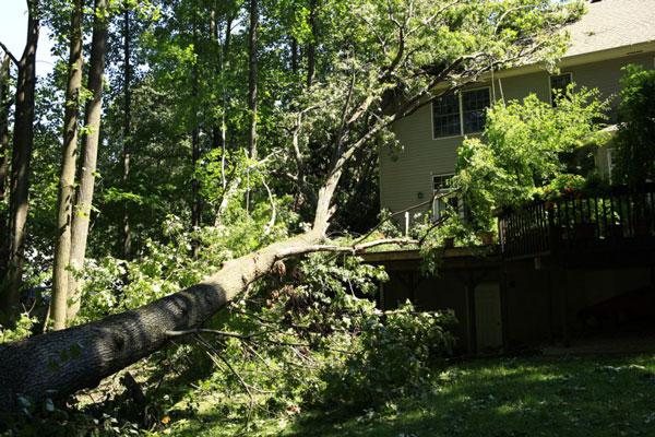 Tree that has fallen on the back of a house