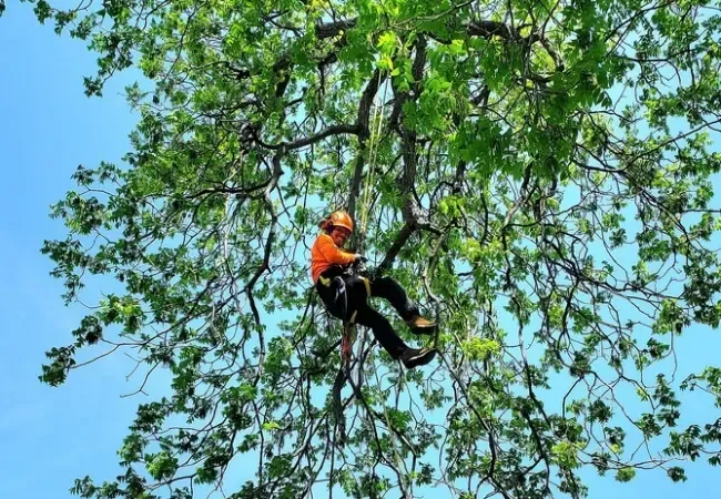 When Should You Trim Oak Trees in Texas? An Arborist’s Guide