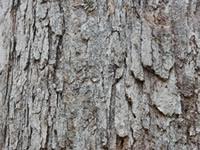 White oak tree trunk