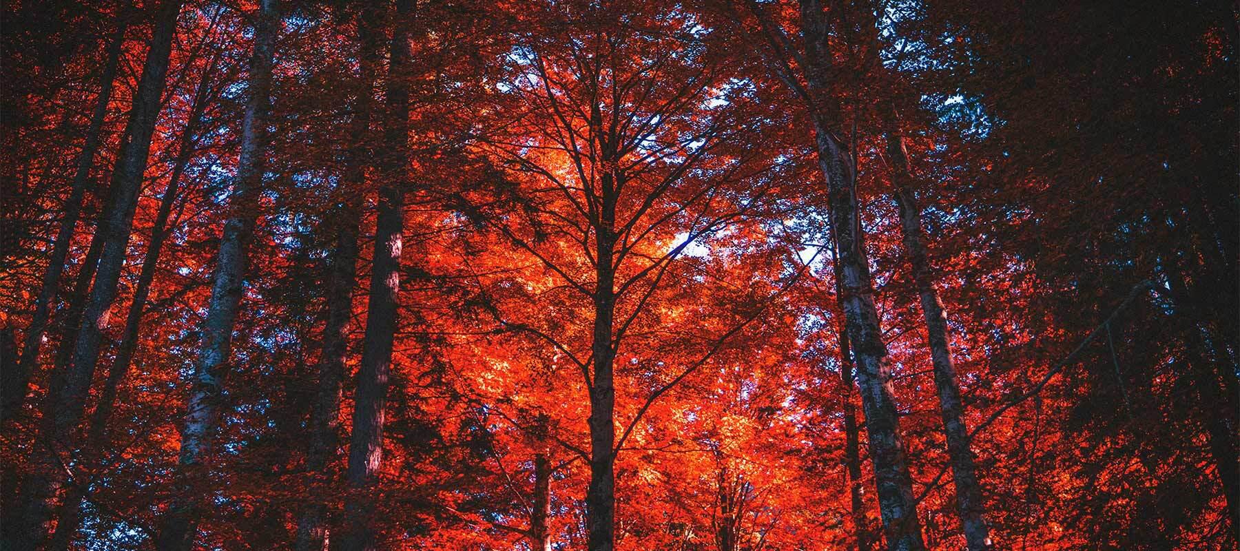 Large tree showing fall colors