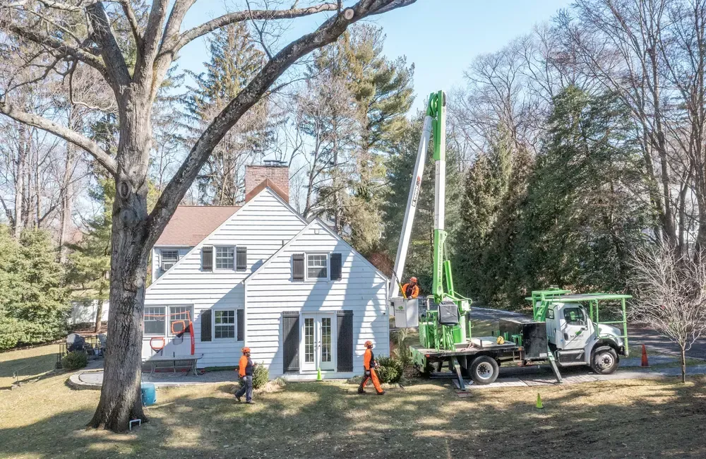 General Winter Care for Your Trees, Shrubs, Ornamentals, and Lawn