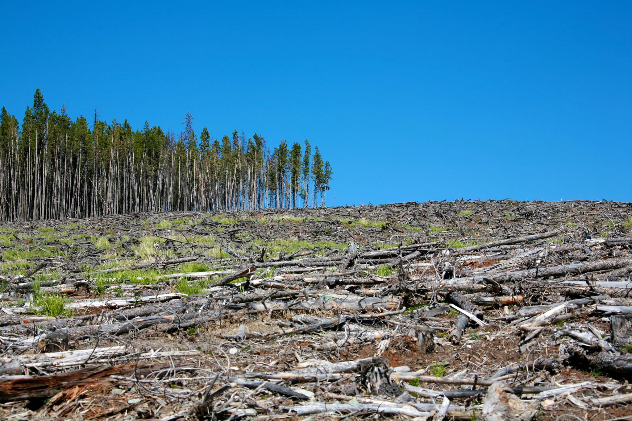 Обезлесивание. Долина Мехико обезлесение. Экопроблемы вырубки леса. Экология России вырубка лесов. Вырубка лесов экологическая проблема.