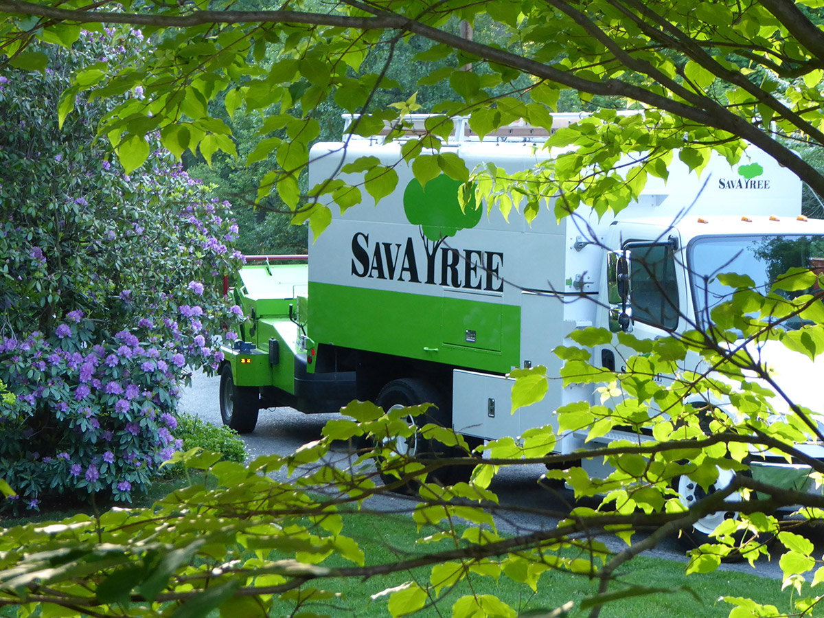 SavATree Truck parked at house with beautiful lilac shrubs