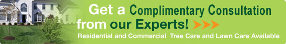 Complimentary Consultation Banner 