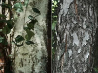 birch-tree-bark