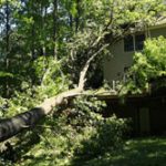 emergency tree removal alpharetta
