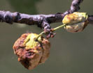 plum-tree-disease