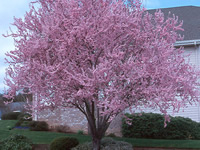plum-tree