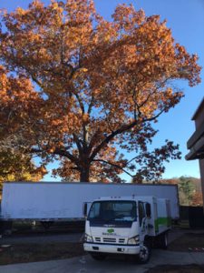 SavATree Truck in front of tree