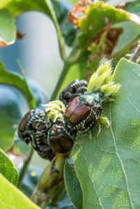 Japanese Beetle Protection 