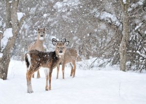 3-deers-feeding